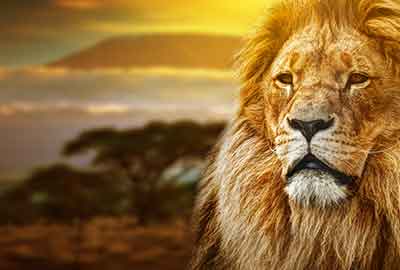 lion